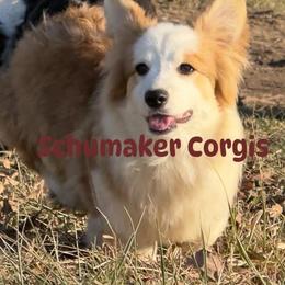 One in the Chamber - Sable male Pembroke Welsh Corgi puppy in Heyworth, Illinois from Schumaker Corgis