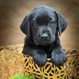 Bilbo - Black male Labrador Retriever puppy in Isle, Minnesota from Dog Ear Outfitters