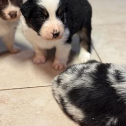 Australian Shepherd Puppies from Bullet & Whiskey’s Pups