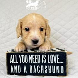Jasper AKC - Cream male Dachshund puppy in South Easton, Massachusetts from Depot Dachsies