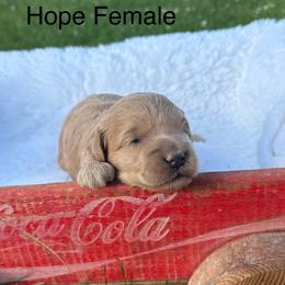 Girl 1 - Cream female Goldendoodle puppy in Wever, Iowa from JK Royal Lines