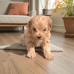 Jock - The Tough-Guy - Apricot male Maltipoo puppy in Bells, Texas from Partridge Doodles and Poodles