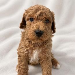 Dark green collar boy - Red  male Goldendoodle puppy in Vian, Oklahoma from Dog Days Doodles
