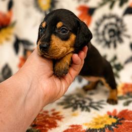 Merryweather - Black and tan female Dachshund puppy in Hope, Arkansas from JK Kennel
