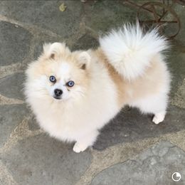 Deputy - Pomeranian