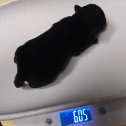 Berry sky - Black female Schipperke puppy in Randsburg, California from Light's Family Farm & Schipperke Ranch