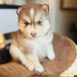 Blaine - Chocolate female Pomsky puppy in Rathdrum, Idaho from Smart Pomskies and Frenchies