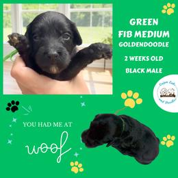 Bear: Green Collar - Black male Goldendoodle puppy in Raceland, Louisiana from Cajun Doodles