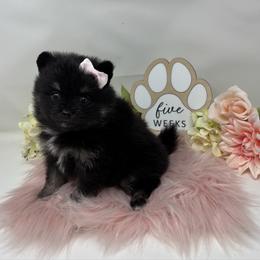 Twixie - Black and tan parti female Pomeranian puppy in Concord, California from Eelan’s Poms