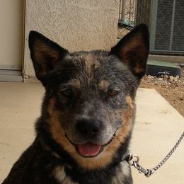 Cutter - Australian Cattle Dog