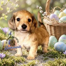 AFDs Gus - Cream male Dachshund puppy in Waverly, Ohio from Always Faithful Dachshunds