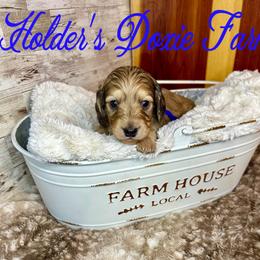Louie-2000 - Cream male Dachshund puppy in Atwood, Oklahoma from Holder’s Doxie Farm