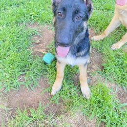 German Shepherd Puppies from Bartlett's German Shepherds