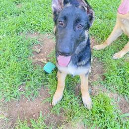 German Shepherd Puppies from Bartlett's German Shepherds