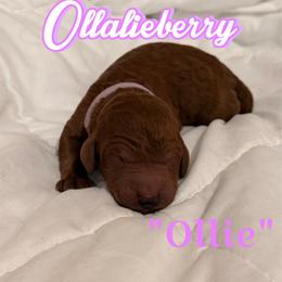 Ollie - Red  female Poodle puppy in Sheridan, California from Renegade Standard Poodles