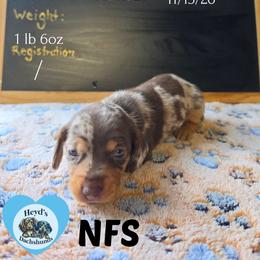 Wander - Dapple male Dachshund puppy in Hoquiam, Washington from Heyd's Mini Dachshunds