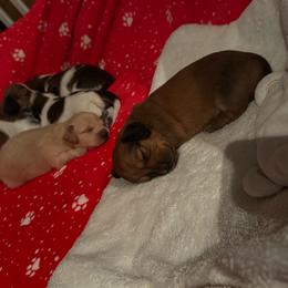 Aurora (Rory) - Red female Dachshund puppy in Summit, South Carolina from Doxies4Paws