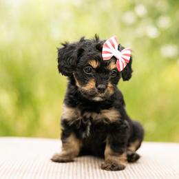 Betsy Ross - Black and tan female Cavapoo puppy in St. George, Utah from Ibby Dibby doodles