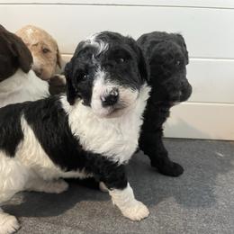 Winifred - Parti female Goldendoodle puppy in Stafford, Virginia from Morris Doodles Virginia