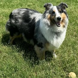 Shetland Sheepdog Puppies from Kristie Wiehe