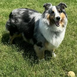 Shetland Sheepdog Puppies from Kristie Wiehe