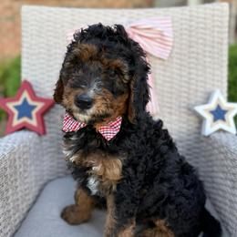 Koda - Phantom male Bernedoodle puppy in Perrysville, Ohio from Pleasant Valley Bernedoodles