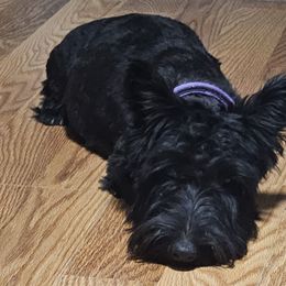 Colleen - Scottish Terrier