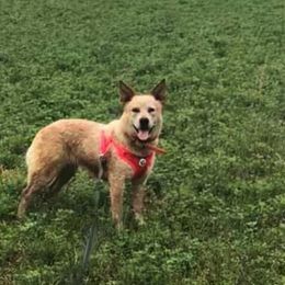 Australian Cattle Dogs from Bosworth Australian Cattle Dogs