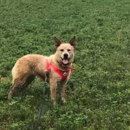 Australian Cattle Dogs from Bosworth Australian Cattle Dogs