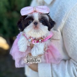 AKC TINY BIJOU - Liver and white female Shih Tzu puppy in Los Angeles, California from 💎Luxurious Shih tzu💎