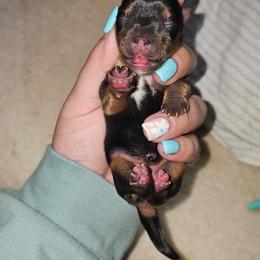 Posey - Black and tan female Yorkshire Terrier puppy in Thornville, Ohio from My precious yorkies