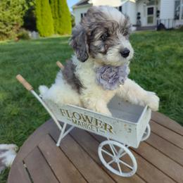 Syrup Eyes Boy - Merle male Goldendoodle puppy in Harrisonburg, Virginia from Curlytail Doodles
