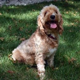 DALLAS - Goldendoodle