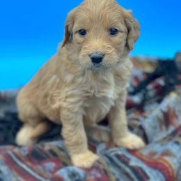 Ethel - Goldendoodle puppy in Lancaster, Minnesota from North Star Dog Training