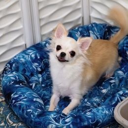 Luna - Cream female Chihuahua puppy in Orlando, Florida from Destiny Chihuahuas