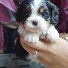 Dorin - Tri-color male Cavalier King Charles Spaniel puppy in Lula, Georgia from Cavaliers by Crumley