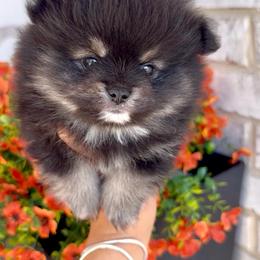 Smokey - Black and tan male Pomeranian puppy in Rockwall, Texas from MAK Poms