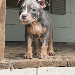 Koda - Lilac tri-color female American Bully puppy in Tallahassee, Florida from Alpha Street Bully Kennels