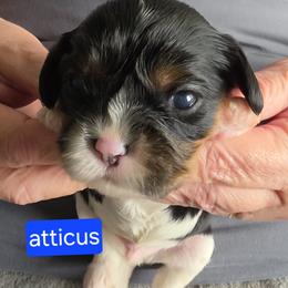 Atticus - Tri-color male Cavalier King Charles Spaniel puppy in Wahiawa, Hawaii from Kakazu King Charles Cavaliers