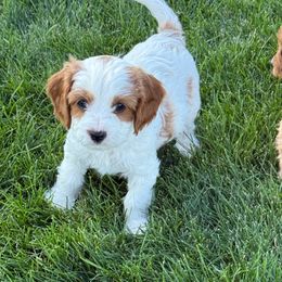 Ash - White male Cavapoo puppy in Malad City, Idaho from FreckledCowgirlPuppies