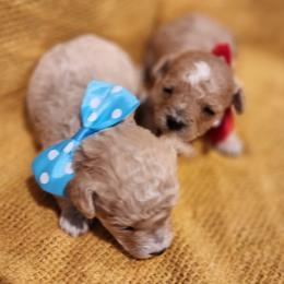 Poodle Puppies from Wendy's Poodles