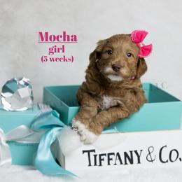 Mocha  PINK COLLAR girl  3500 - Red  female Goldendoodle puppy in Corona, California from Fluffy Puppy Mini Doodles LLC
