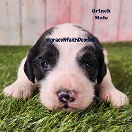 Grinch - Parti male Goldendoodle puppy in Peytno, Colorado from Grace N Faith Doodles