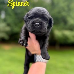 Spinner - Black female Labrador Retriever puppy in Lenoir, North Carolina from Wooten Retrievers