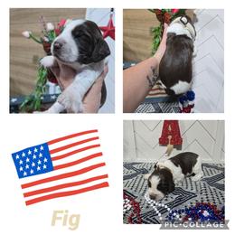 Boy 9 Fig - Red and white male English Springer Spaniel puppy in Saginaw, Michigan from Kemerer Springers