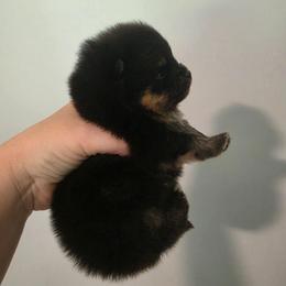 Shadow - Black and tan male Pomeranian puppy in Wildersville, Tennessee from RoyalRarity's Poms & Enrichment