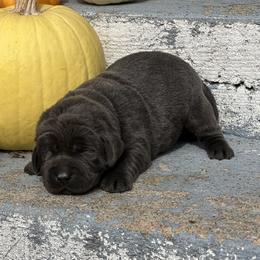 Noelle - Black female Labrador Retriever puppy in Ozark, Missouri from Westwind Labradors