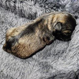 Miniature Schnauzer Puppies from Green Family Companion Kennel, LLC