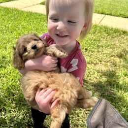 Boxer and Cavapoo Puppies from Acadian Kennels