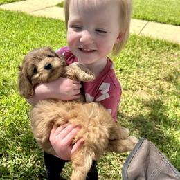 Boxer and Cavapoo Puppies from Acadian Kennels